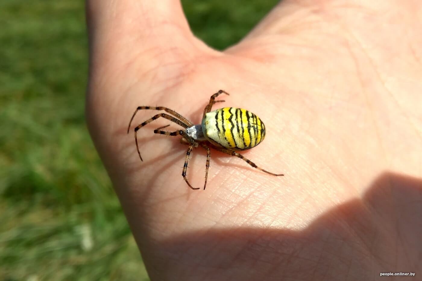 Опасен ли паук-оса для человека. Укус паука-осы очень болезненный. Фото.