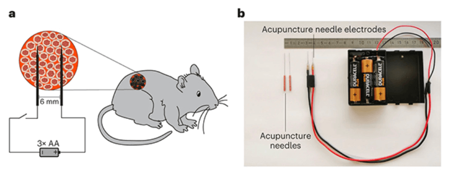 Как работает технология управления генами. Ученые испытали прибор на мышах с «человеческой» поджелудочной железой. Фото.
