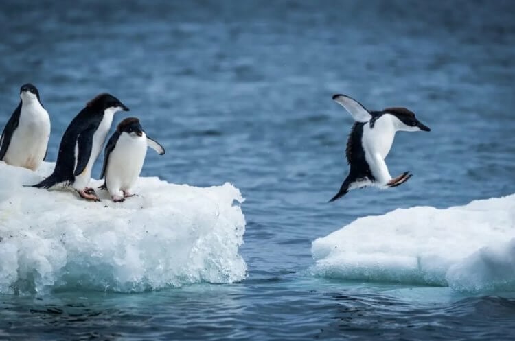 Кто живет в Антарктиде. На побережье Антарктиды много животных, потому что там относительно мягкий климат. Фото.