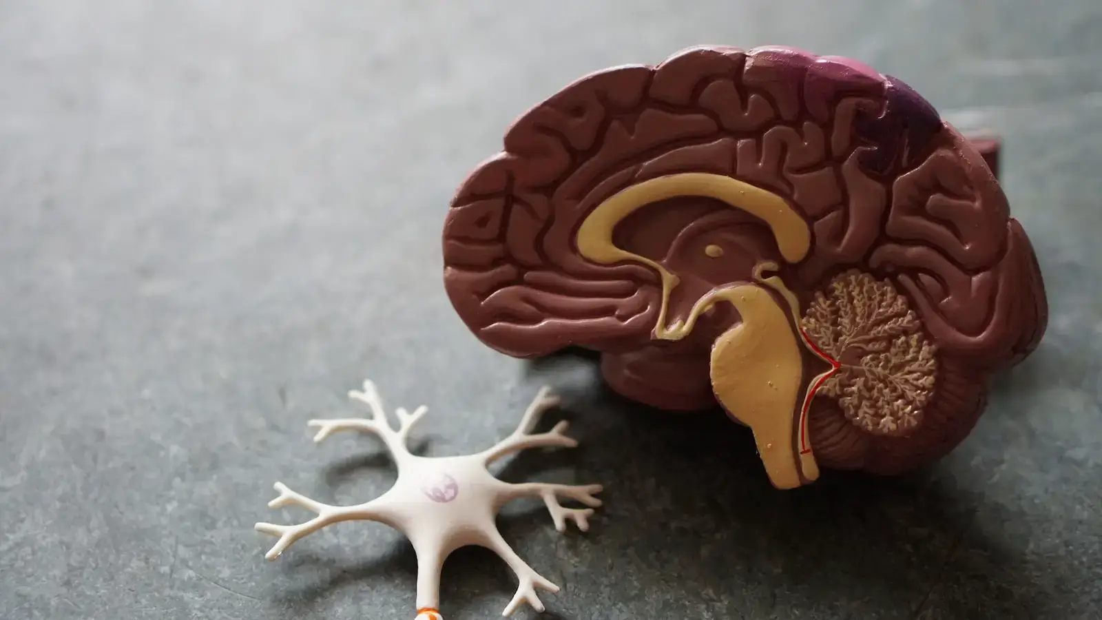 Почему человеческий мозг уникален? Мозг – самый сложный орган человеческого тела. Фото.