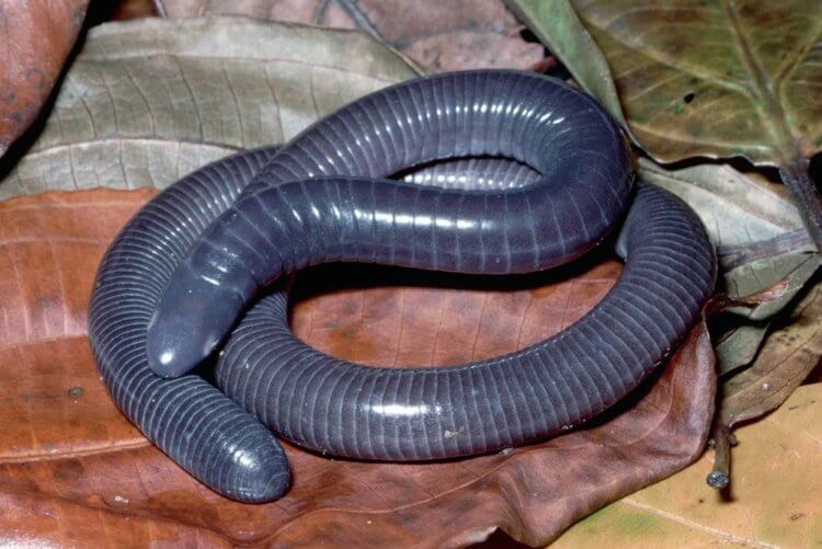 Кто такие червяги и цецилии. Латинское название семейства червяг — Caeciliidae. Фото.