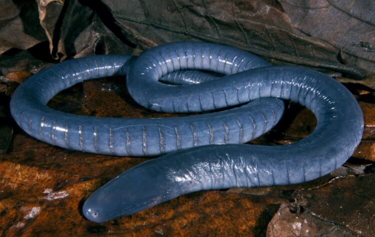 Кто такие червяги и цецилии. Исполинская червяга Caecilia thompsoni. Фото.