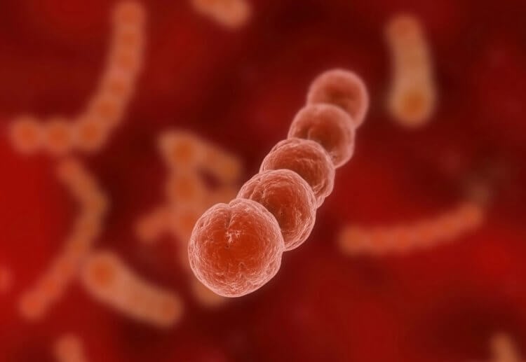 Ученые открыли новый вид бактерий. Инфекция в теле мужчины не была вызвана стрептококком. Фото.