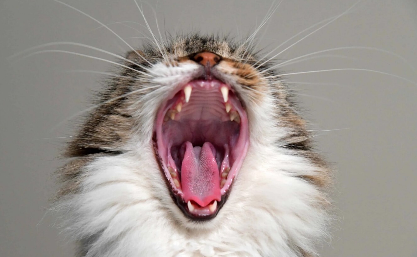 Болезнь кошачьих царапин. Во рту кошек размножается много бактерий, которые потенциально опасны для здоровья человека. Фото.