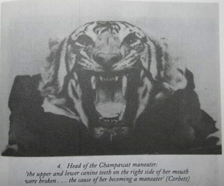 Почему животные нападают на людей. На фотографии видно, что у тигрицы отсутствуют некоторые зубы. Фото.