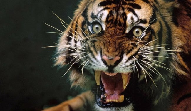 В Индии тигрица убила 436 человек — больше, чем любой серийный убийца. Фото.