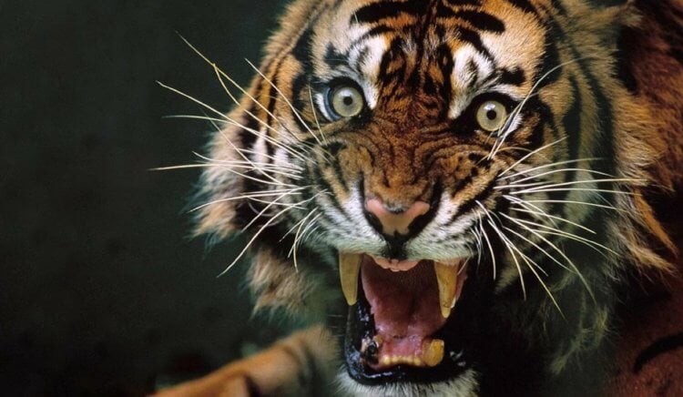 В Индии тигрица убила 436 человек — больше, чем любой серийный убийца. В начале 20 века тигрица держала в страхе жителей Непала и Индии — этот кошмар длился более десяти лет. Фото.