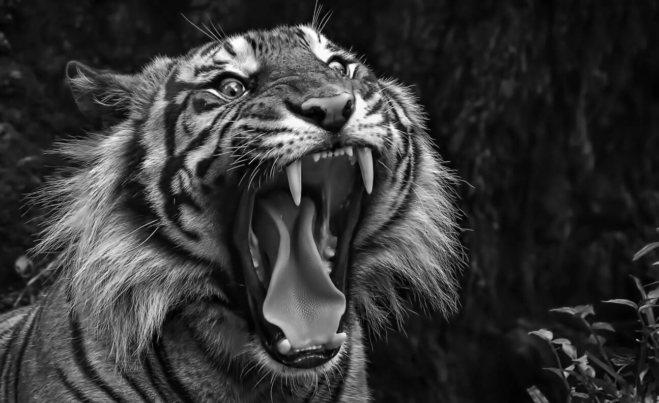 Нападения тигров на людей. Тигры-людоеды в Индии существуют даже сегодня, особенно их много в штате Уттар-Прадеш. Фото.
