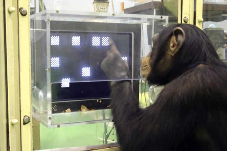 Фотографическая память. Шимпанзе обладают отличной памятью и запоминают цифры быстрее людей. Фото.