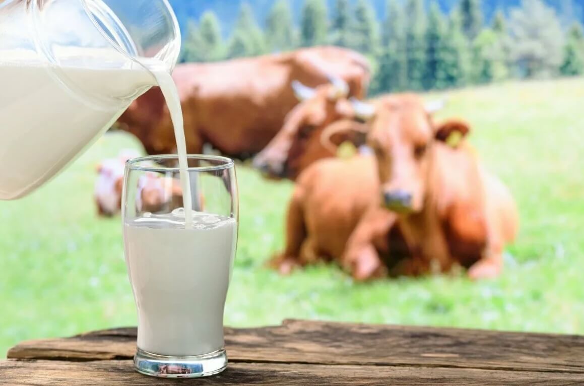 Польза молока для здоровья человека. Ежедневное питье молока может улучшить состояние здоровья — полезных веществ в нем предостаточно. Фото.