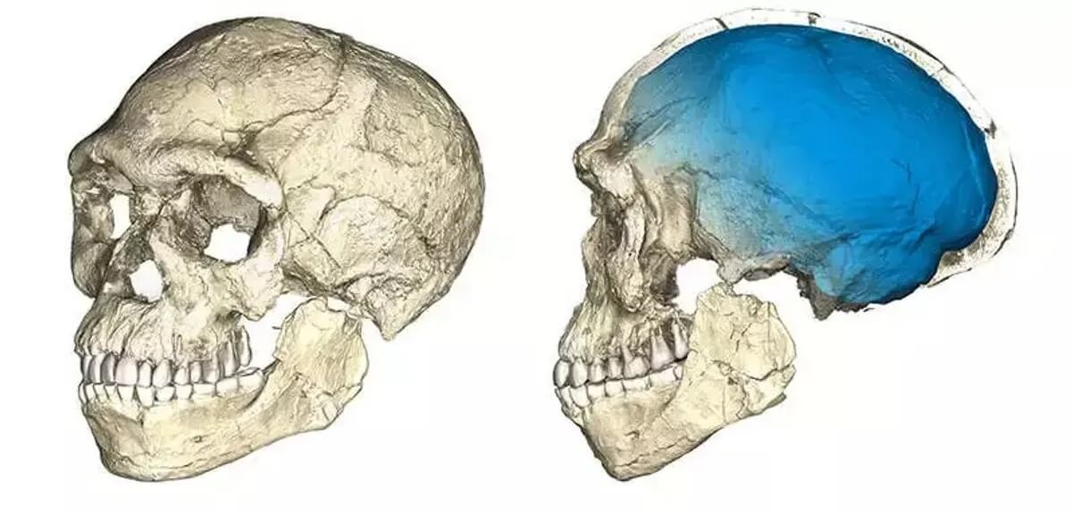 Развитие мозга человека в ходе эволюции. Черепная коробка ранних Homo sapiens немного отличалась от нашего, но в остальном скелеты у нас очень похожие. Фото.