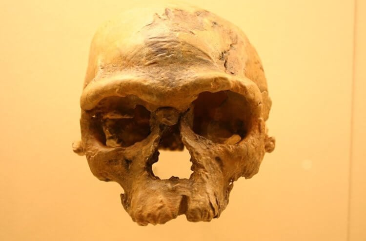 Самые древние кости людей. Один из черепов, найденных учеными в районе Джебель-Ирхуд. Фото.