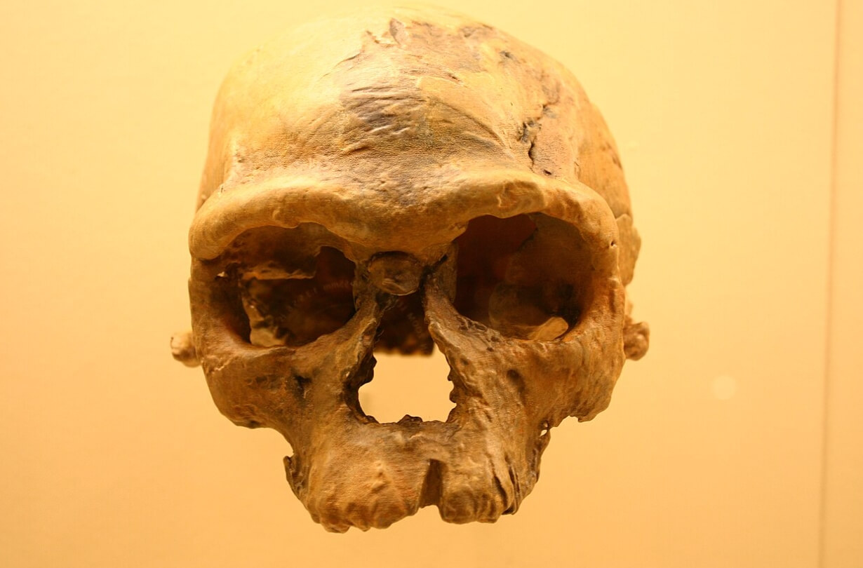 Самые древние кости людей. Один из черепов, найденных учеными в районе Джебель-Ирхуд. Фото.