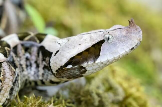 5 удивительных фактов о габонской гадюке — змее с самыми длинными клыками. Фото.