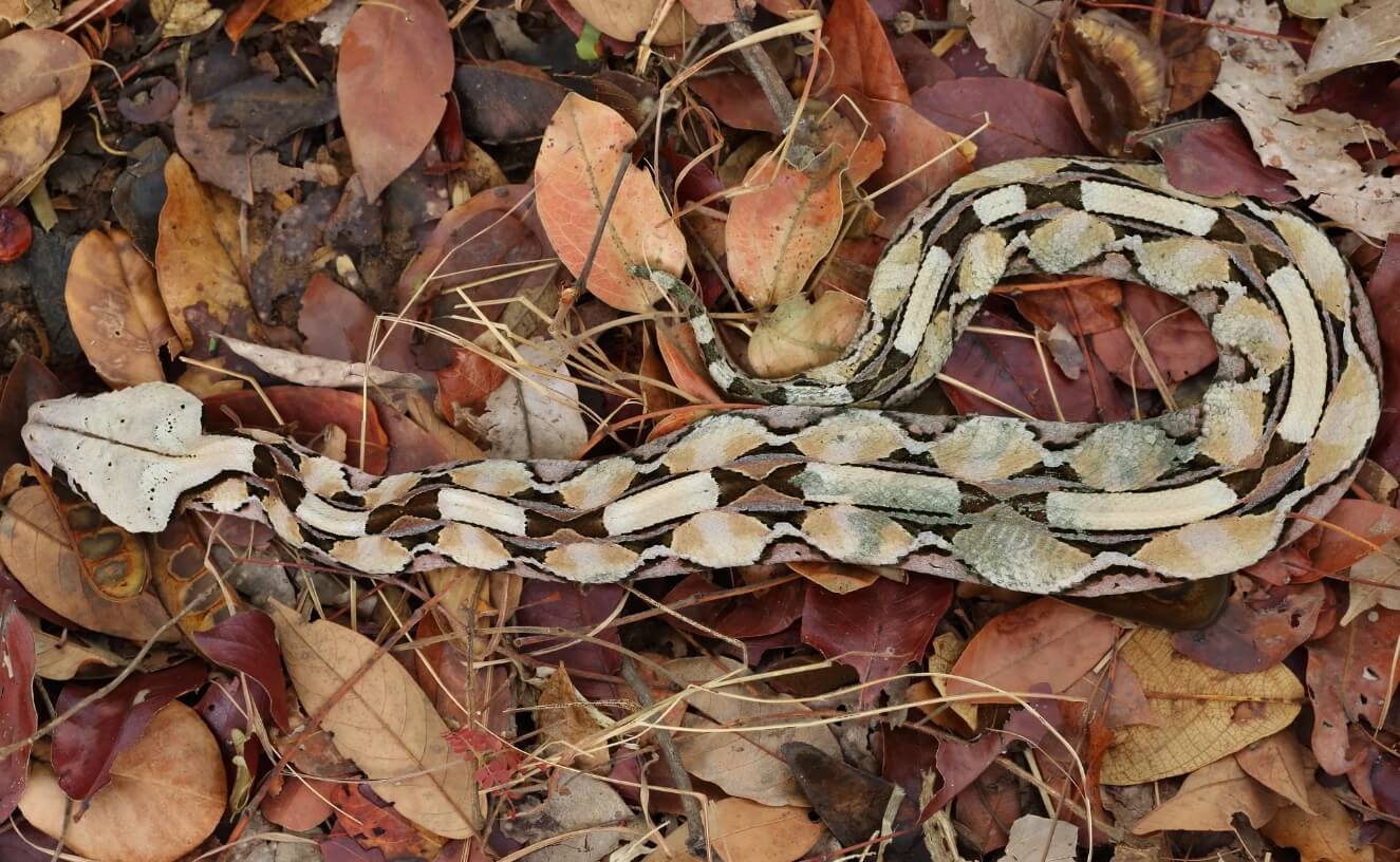 Размер и вес габонской гадюки. Габонская гадюка — большая и тяжелая змея, которая отлично прячется среди листвы. Фото.