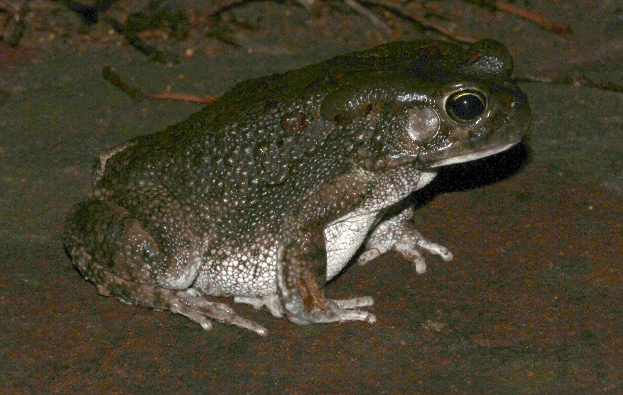 Животные копируют габонских гадюк. Гигантская жаба умеет притворяться габонской гадюкой. Фото.