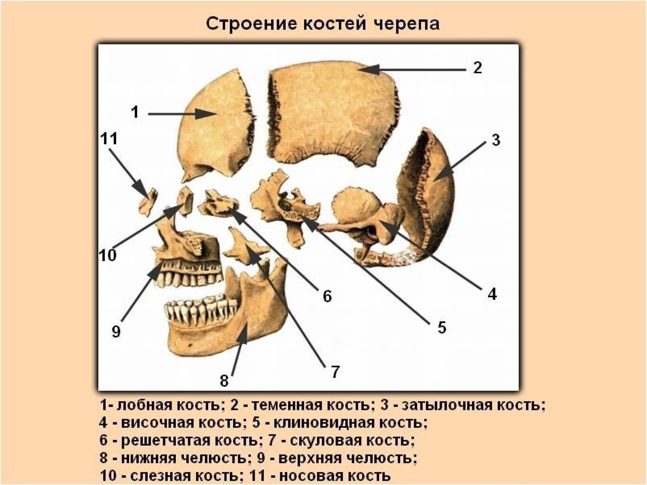 Строение черепа человека. Основные части человеческого черепа. Фото.