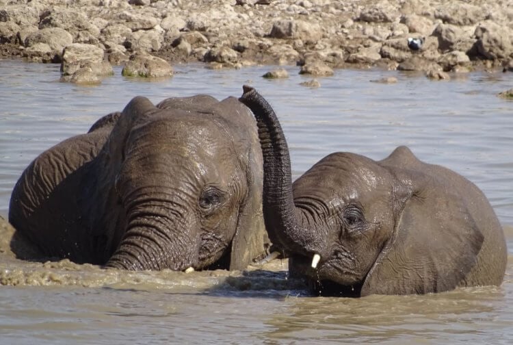 Легенда о мокеле-мбембе. Возможно, мокеле-мбембе — это просто купающийся слон. Фото.