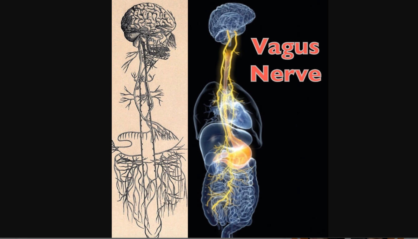 Что такое блуждающий нерв? Блуждающий нерв обеспечивает связь между мозгом и желудочно-кишечным трактом. Фото.