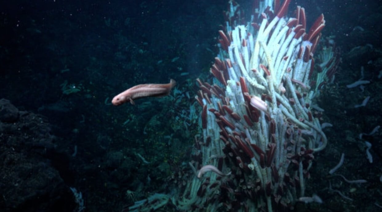 Жизнь в гидротермальных источниках. На фотографии показана рыба рядом с трубчатыми червями (трубочники). Фото.