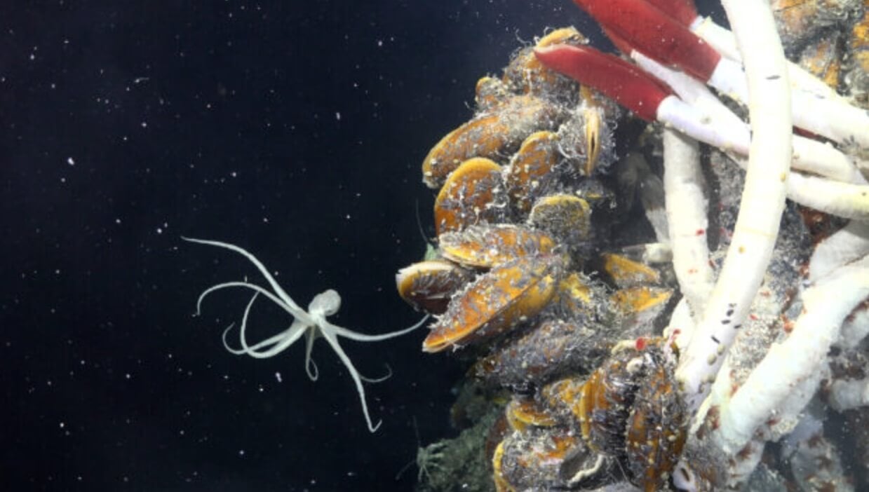 В глубинах моря найдено неизвестное науке сообщество животных. В глубинах Тихого океана найдено новая для науки экосистема. Фото.