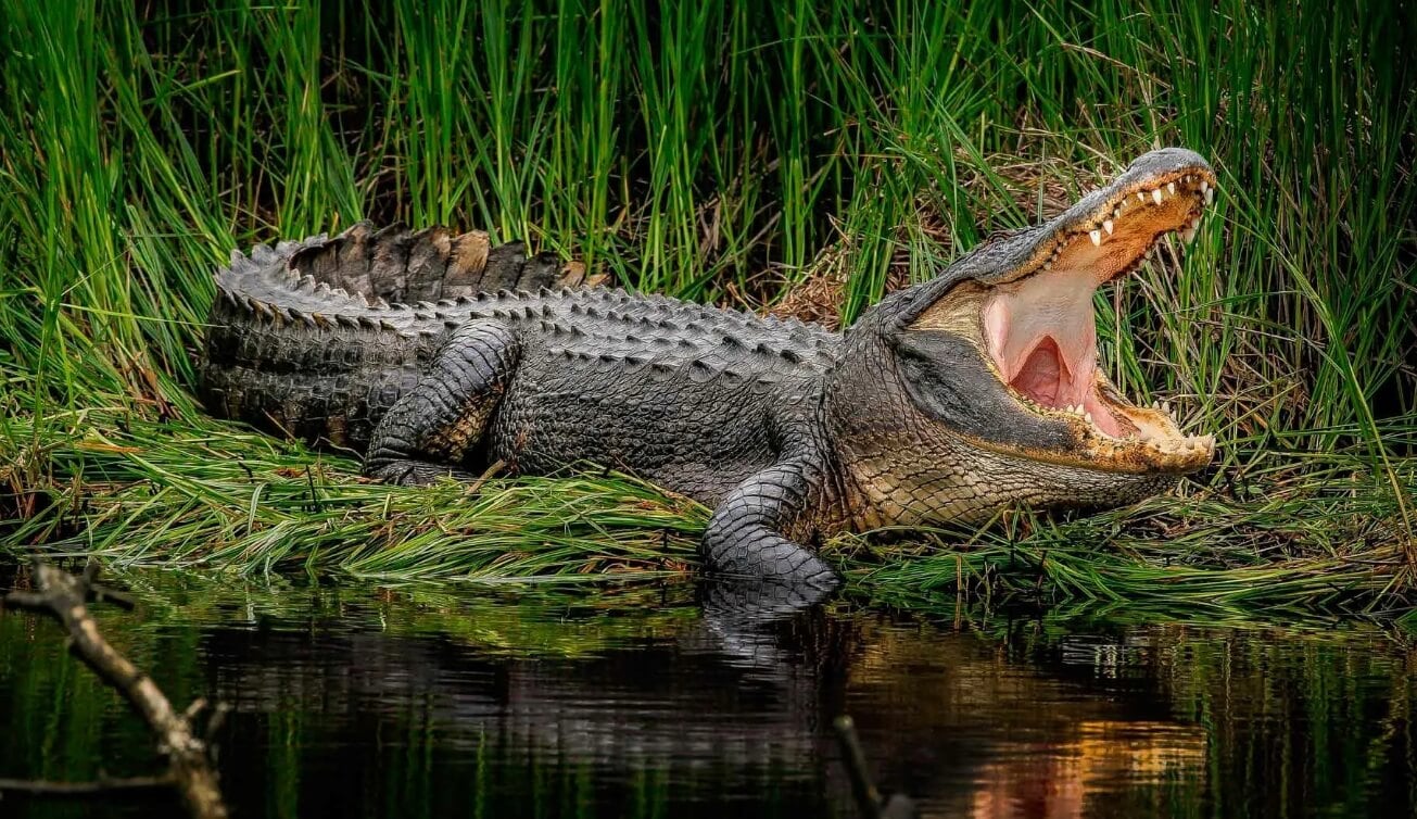 Самый кровожадный крокодил в мире — он рвет на части бегемотов и нападает на плачущих детей. Нильские крокодилы считаются самыми опасными — сейчас вы сами в этом убедитесь. Фото.