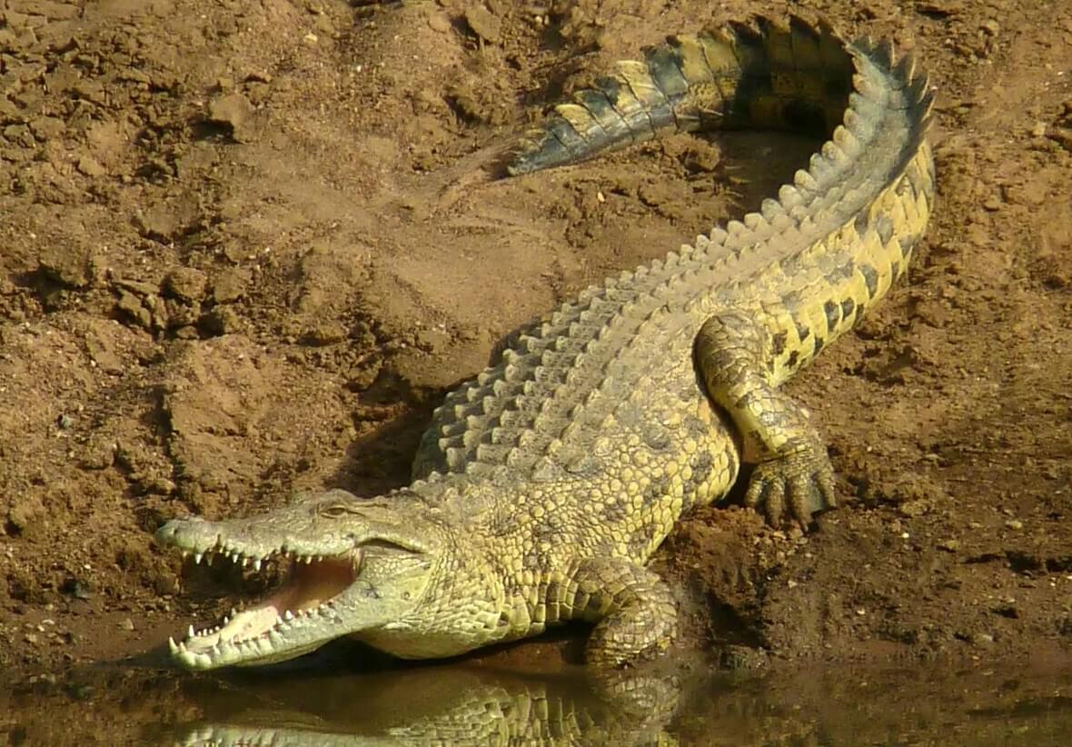 Размеры нильского крокодила. Нильские крокодилы могут вырастать до гигантских размеров. Фото.