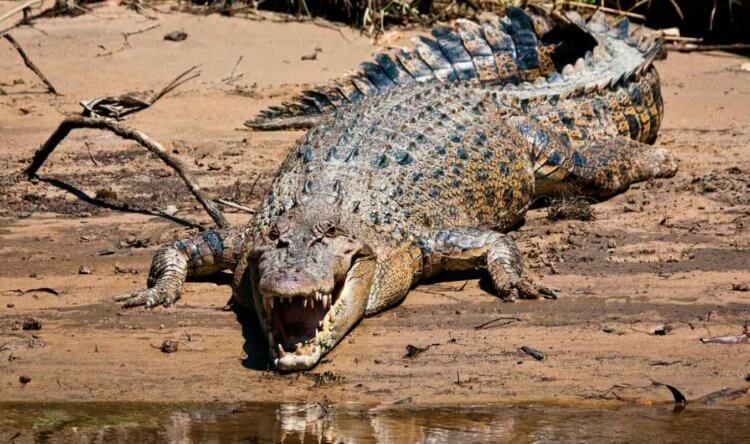 Самый кровожадный крокодил в мире — он рвет на части бегемотов и нападает на плачущих детей