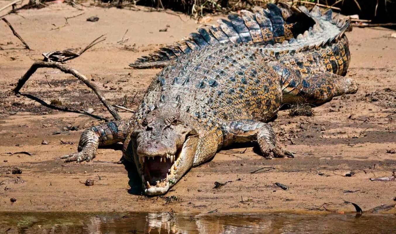 Опасность нильских крокодилов. Большую часть времени крокодилы ползают на животе, но могут поднять туловище и бежать галопом. Фото.