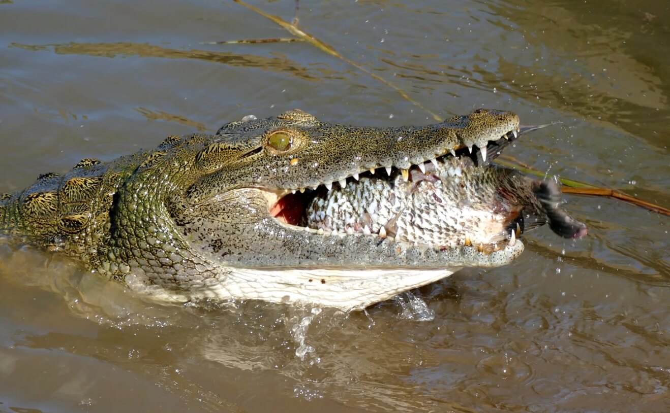 Опасность нильских крокодилов. Обычно нильские крокодилы нападают неожиданно — жертвы даже не успевают понять, что произошло. Фото.