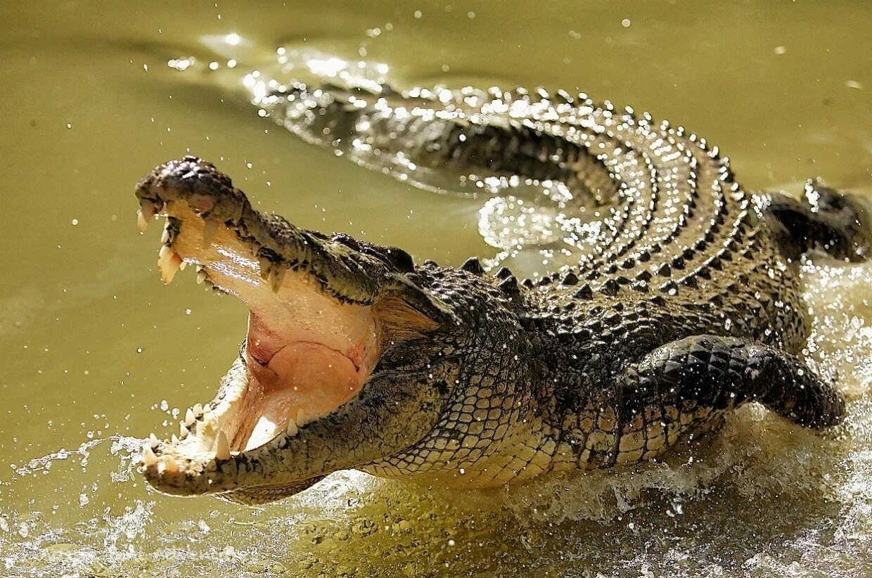 Как крокодилы находят жертв. Дети для нильских крокодилов — самая легкая добыча. Фото.
