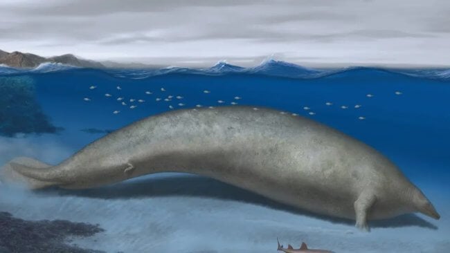 Найдены останки древнего гиганта массой 180 тонн — синий кит больше не самое крупное животное? Фото.