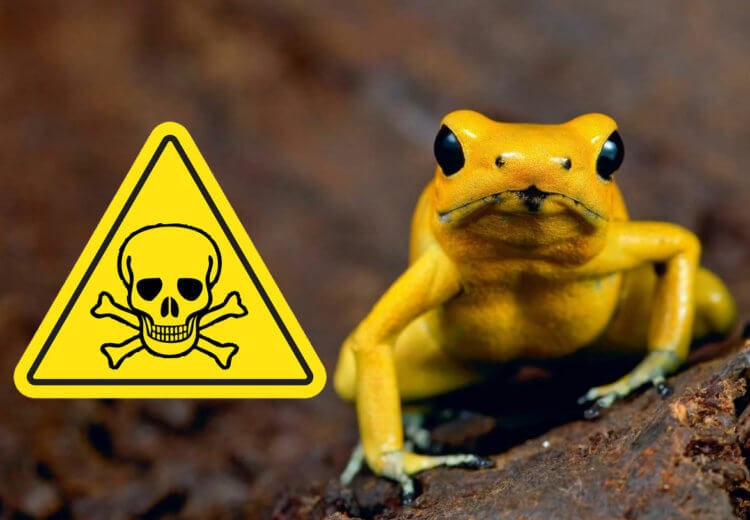 Ужасный листолаз — самая ядовитая лягушка в мире, убивающая с одного касания. Ужасный листолаз считается самой опасной лягушкой в мире, и это более чем оправданно. Фото.