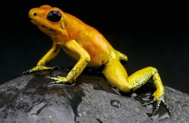 Самая ядовитая лягушка в мире. Ядовитые лягушки окрашены в яркий цвет, чтобы предупредить возможных врагов о своей опасности. Фото.