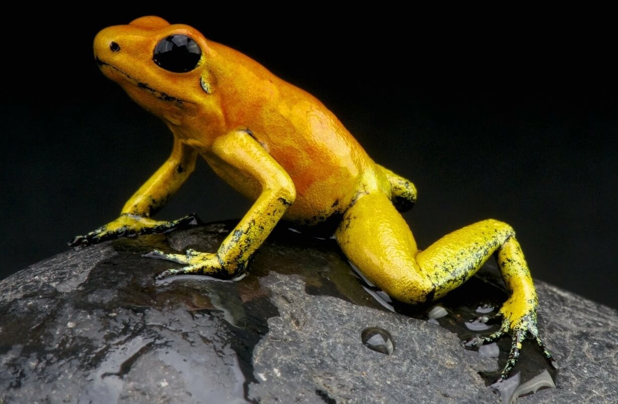 Самая ядовитая лягушка в мире. Ядовитые лягушки окрашены в яркий цвет, чтобы предупредить возможных врагов о своей опасности. Фото.