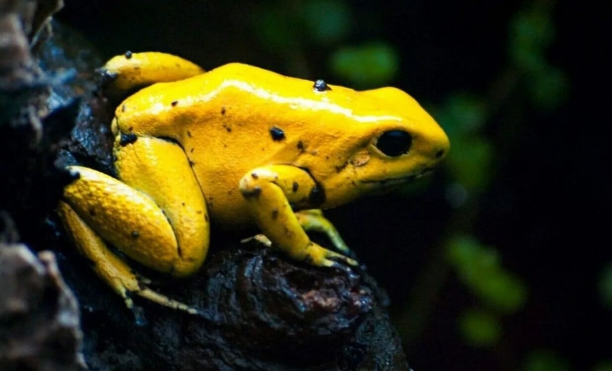 Можно ли содержать лягушек дома. Ядовитые лягушки умело передвигаются по деревьям, благодаря особенному строению лап. Фото.