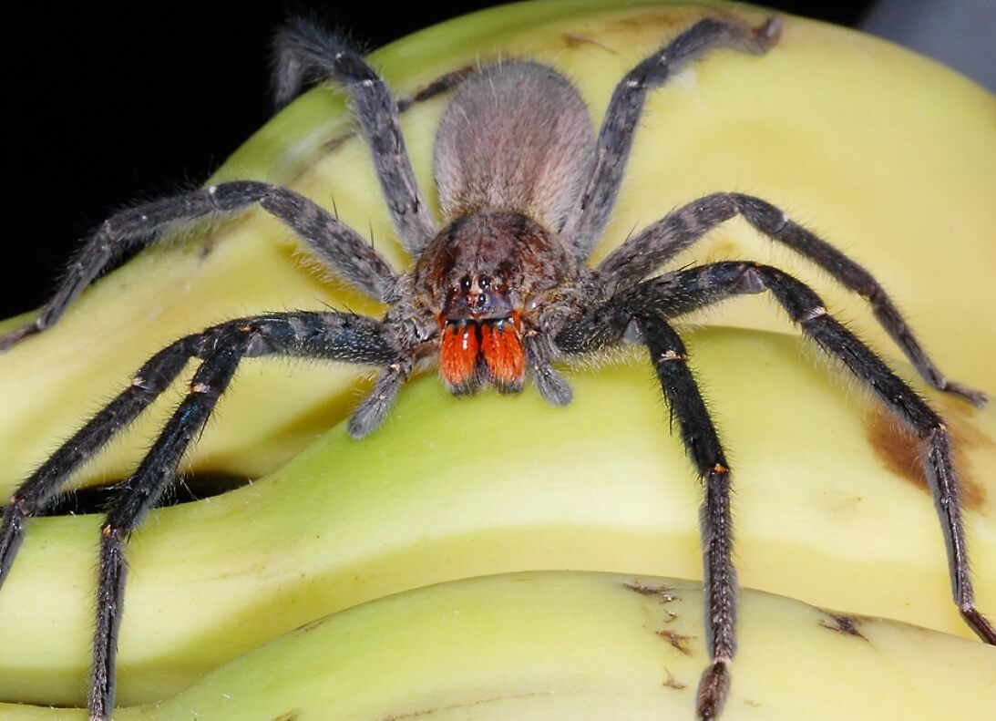 Укус бананового паука. Банановый паук считается самым ядовитым в мире. Фото.