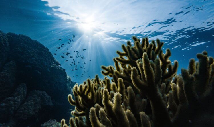 Где живет больше всего животных. Океан — далеко не самое богатое место обитания на Земле. Фото.