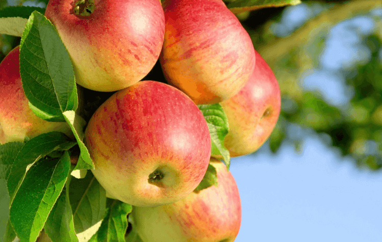 Как питание улучшает когнитивные функции потомства. Урсоловая кислота имеется в яблоках. Фото.