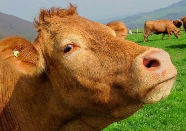 Для чего фермеры кормят коров «лекарствами» с мощными магнитами внутри. Фото.