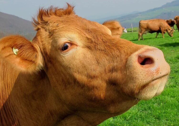 Для чего фермеры кормят коров «лекарствами» с мощными магнитами внутри. Фермеры дают коровам целые кусочки магнитов, и это спасает жизни животных. Фото.
