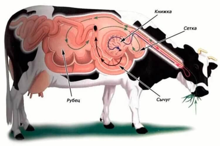 Как устроено пищеварение коровы. Пищеварительная система коровы. Фото.