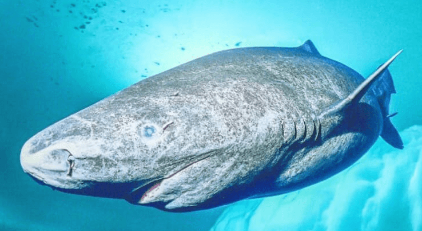 Как полярная акула оказалась в южном море. Гренландские акулы, возможно, давно обитают в тропических морях на большой глубине. Фото.
