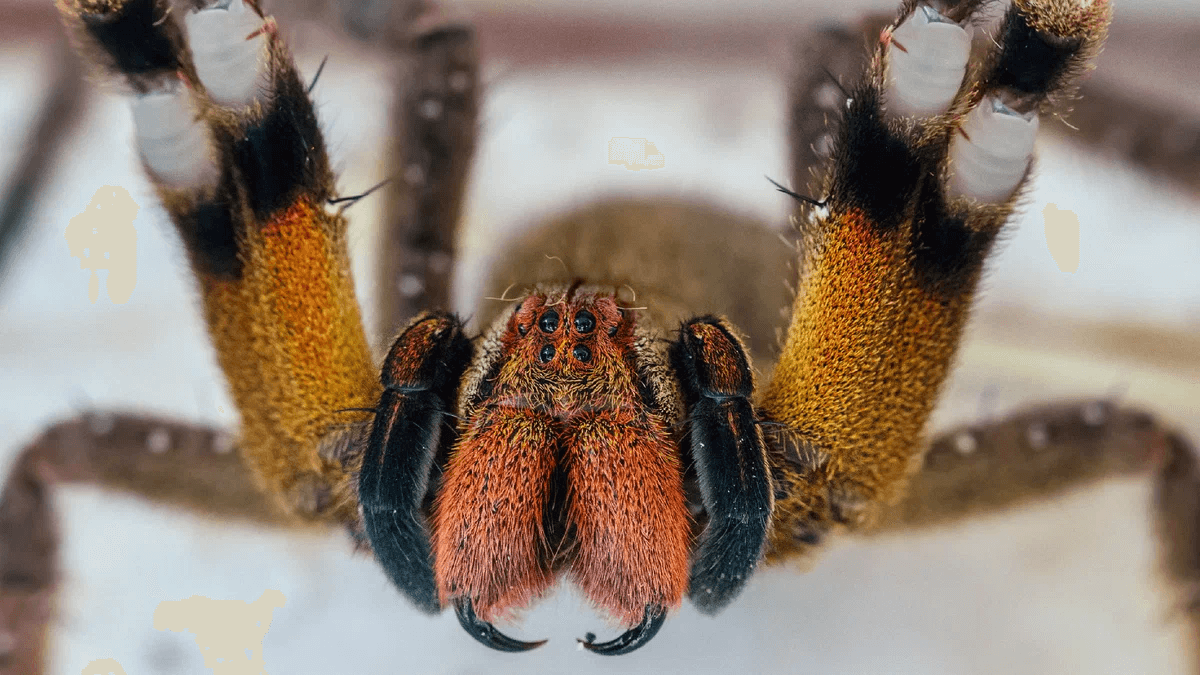 Яд бразильского странствующего паука. Бразильский странствующий паук был признан самым ядовитым в мире. Фото.
