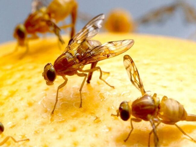 Можно ли есть продукты, на которых сидели плодовые мушки. Фото.