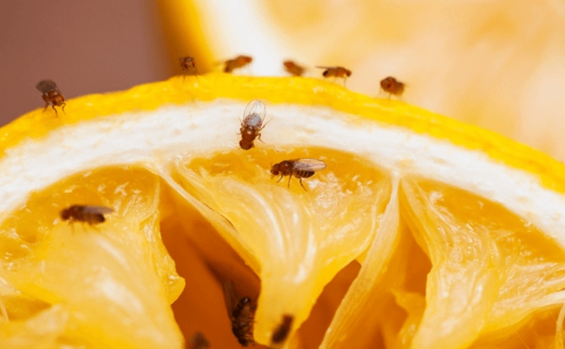 Опасны ли мухи дрозофилы. Плодовые мушки появляются на продуктах, которые начинают гнить. Фото.