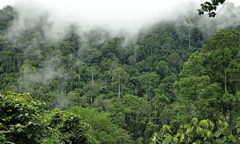 Почему леса перестают поглощать углерод. Некоторые леса Южной Америки стали погибать в результате повышения температуры и засухи. Фото.