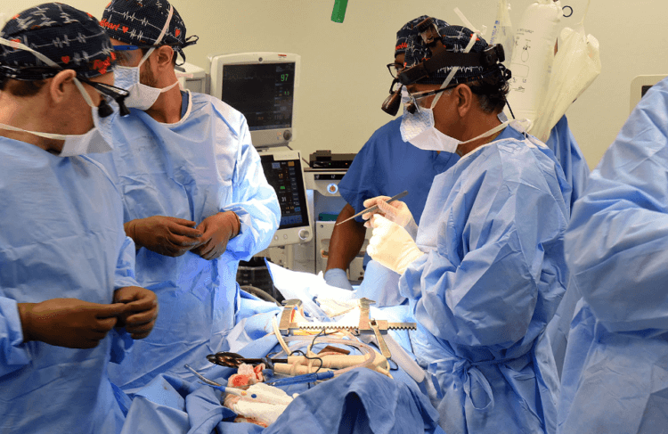 В США еще одному человеку трансплантировали свиное сердце. Американские ученые успешно пересадили свиное сердце второму пациенту. Фото.