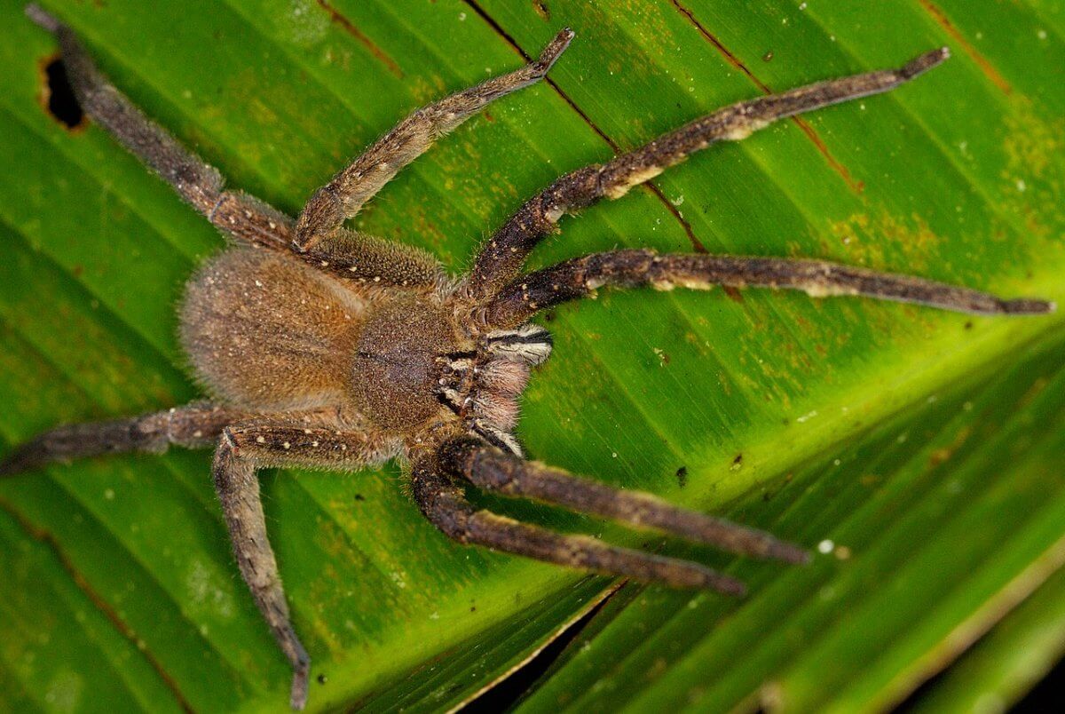 Яд этого паука повышает потенцию гораздо сильнее, чем Виагра. Укус бразильского странствующего паука вызывает длительную и болезненную эрекцию. Фото.