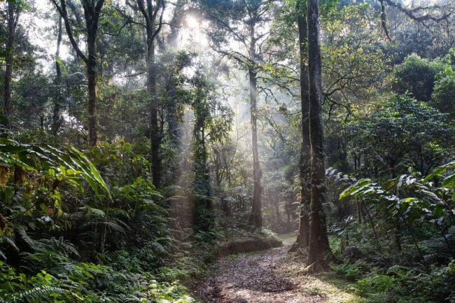 Леса перестают поглощать углерод — причина в изменении климата. Фото.